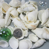 white shell mix, white seashell mix, beach wedding shells, beach wedding seashells, beach wedding decor, white craft shells, bulk white shells, bulk white seashells