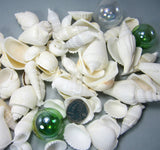 white shell mix, white seashell mix, beach wedding shells, beach wedding seashells, beach wedding decor, white craft shells, bulk white shells, bulk white seashells