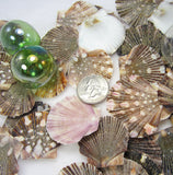 scallop shells, scallop seashells, pectin shells, pectin seashells, scallops, beach wedding shells, craft scallop shells