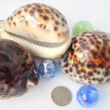 cowrie shell, cowrie seashell, tiger cowrie, spotted cowrie, large cowrie shell, spotted seashells, cowrie