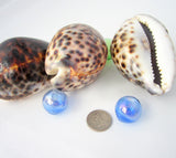 cowrie shell, cowrie seashell, tiger cowrie, spotted cowrie, large cowrie shell, spotted seashells, cowrie