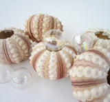 sea urchin, sputnik sea urchin, pink sea urchin, rose sea urchin, pink shells, pink seashells, sputnik urchin