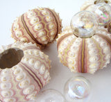 sea urchin, sputnik sea urchin, pink sea urchin, rose sea urchin, pink shells, pink seashells, sputnik urchin