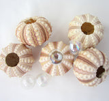 sea urchin, sputnik sea urchin, pink sea urchin, rose sea urchin, pink shells, pink seashells, sputnik urchin