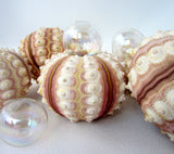 sea urchin, sputnik sea urchin, pink sea urchin, rose sea urchin, pink shells, pink seashells, sputnik urchin