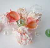 pink murex, pink murex shell, pink murex seashell, pink shells, pink seashells, pink specimen shell, pink collector shell