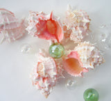 pink murex, pink murex shell, pink murex seashell, pink shells, pink seashells, pink specimen shell, pink collector shell