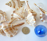 murex shell, murex seashell, snipes bill murex, specimen seashell