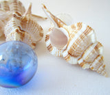 murex shell, murex seashell, snipes bill murex, specimen seashell