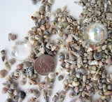 tiny seashells, tiny shells, jewelry making seashells, craft seashells, extra tiny shells, shell mix
