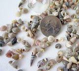 tiny seashells, tiny shells, jewelry making seashells, craft seashells, extra tiny shells, shell mix