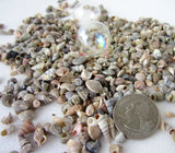 tiny seashells, tiny shells, jewelry making seashells, craft seashells, extra tiny shells, shell mix