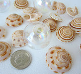 sundial shell, sun dial shell, beach wedding shell, brown spiral shell, spiral seashell