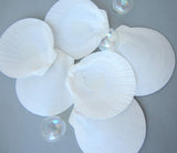 moon shell, moon seashell, white moon shell, white moon seashell, sun and moon shell, sun and moon seashell, beach wedding shell