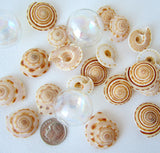 sundial shell, sun dial shell, beach wedding shell, brown spiral shell, spiral seashell