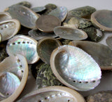 abalone shells, abalone seashells, small abalone shells, small abalone seashells, beach wedding shells, pearl abalone shells, white wedding shells