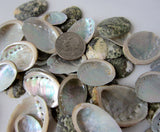 abalone shells, abalone seashells, small abalone shells, small abalone seashells, beach wedding shells, pearl abalone shells, white wedding shells