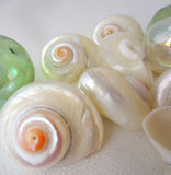 cinnerus shells, cinnerus seashells, white wedding shells, beach wedding shells, pearl shells, polished shells