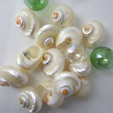 cinnerus shells, cinnerus seashells, white wedding shells, beach wedding shells, pearl shells, polished shells