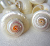 cinnerus shells, cinnerus seashells, white wedding shells, beach wedding shells, pearl shells, polished shells