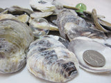 common oysters, oyster shells, oyster seashells, purple oyster shells, craft shells