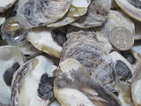 common oysters, oyster shells, oyster seashells, purple oyster shells, craft shells