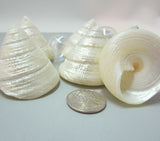 trocha maculatus, pearl seashells, pearl shell, trochus shell, trochus seashell, specimen shell