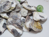 common oysters, oyster shells, oyster seashells, purple oyster shells, craft shells