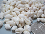 white nassa shells, white nassa seashells, tiny white shells, tiny white seashells, beach wedding shells, white wedding shells, bulk craft shells, bulk white shells