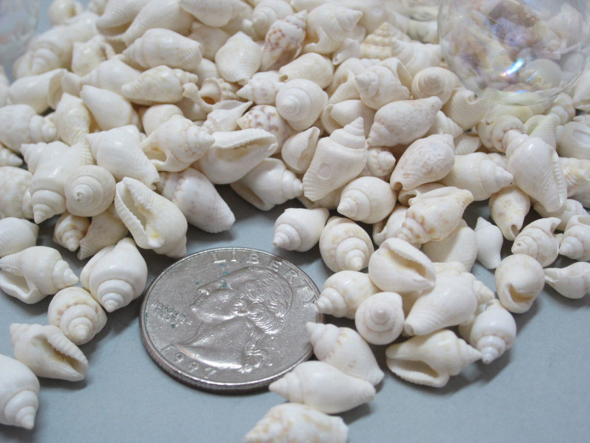 Wholesale Seashell Dish - White - Coastal Inspired for your store - Faire