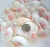 pink tellin shells, pink tellin seashells, pink beach wedding shells, pink craft shells, tellin