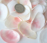 pink tellin shells, pink tellin seashells, pink beach wedding shells, pink craft shells, tellin