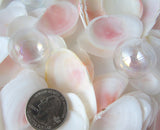 pink tellin shells, pink tellin seashells, pink beach wedding shells, pink craft shells, tellin