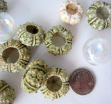 green sea urchin, tiny sea urchin, small sea urchin, little sea urchin, bumpy sea urchin