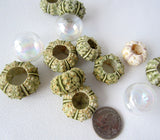 green sea urchin, tiny sea urchin, small sea urchin, little sea urchin, bumpy sea urchin