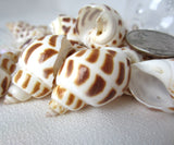 babylonia areolata, babylonia, spotted shell, specimen shell, specimen seashell, collector shell