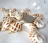 babylonia areolata, babylonia, spotted shell, specimen shell, specimen seashell, collector shell