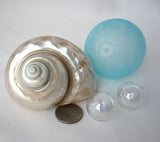 pearl turbo shell, pearl turbo seashell, pearl turban shell, pearl turban seashell, beach wedding shell