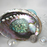 gray abalone shell, gray abalone seashell, green abalone, abalone shell, abalone seashell, collector shell, specimen shell