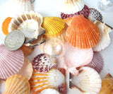 beach wedding shells, scallop shells, scallop seashells, scallops, jewelry shells, craft shells