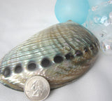 gray abalone shell, gray abalone seashell, green abalone, abalone shell, abalone seashell, collector shell, specimen shell