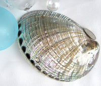 gray abalone shell, gray abalone seashell, green abalone, abalone shell, abalone seashell, collector shell, specimen shell