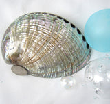 gray abalone shell, gray abalone seashell, green abalone, abalone shell, abalone seashell, collector shell, specimen shell