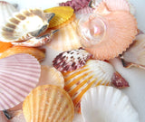 beach wedding shells, scallop shells, scallop seashells, scallops, jewelry shells, craft shells