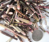 sea urchin spine, sea urchin spike, urchin spine shells, urchin spike shells, tiny sea urchin spines, wind chime shells