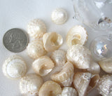 astrea turban shells, astrea turban, small shells, small seashells, astrea shells, turban shells, beach wedding shells
