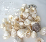 astrea turban shells, astrea turban, small shells, small seashells, astrea shells, turban shells, beach wedding shells