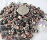 Nassa Columbella, nassa shells, nassa seashells, spotted shells, spotted seashells, bulk craft shells, bulk shells