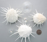 Spondylus Imperialis, oyster, oyster shell, oyster seashell, specimen oyster, white specimen oyster shell