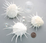 Spondylus Imperialis, oyster, oyster shell, oyster seashell, specimen oyster, white specimen oyster shell